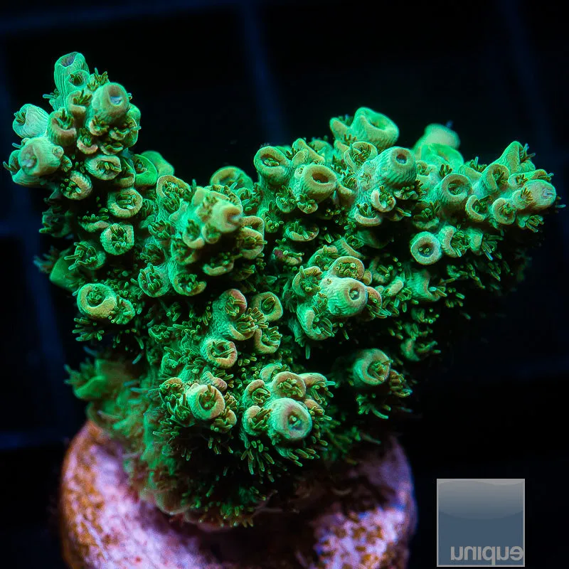 Acropora sp. Bill Murray Acropora- WYSIWYG Frag SPS