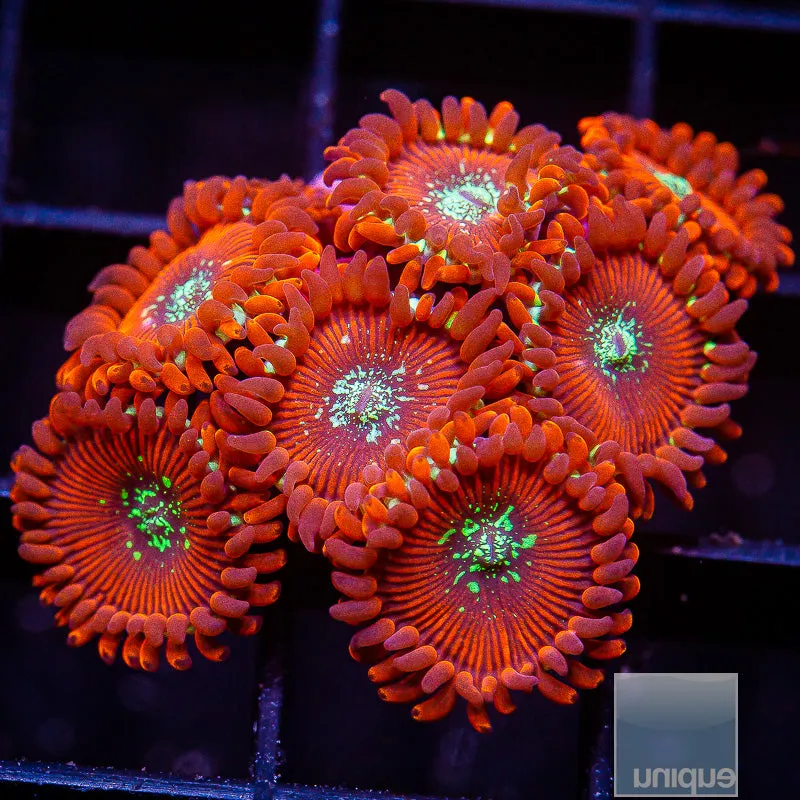 Zoanthus sp. Magician Zoanthid  Colony- WYSIWYG Colony Zoa/Paly